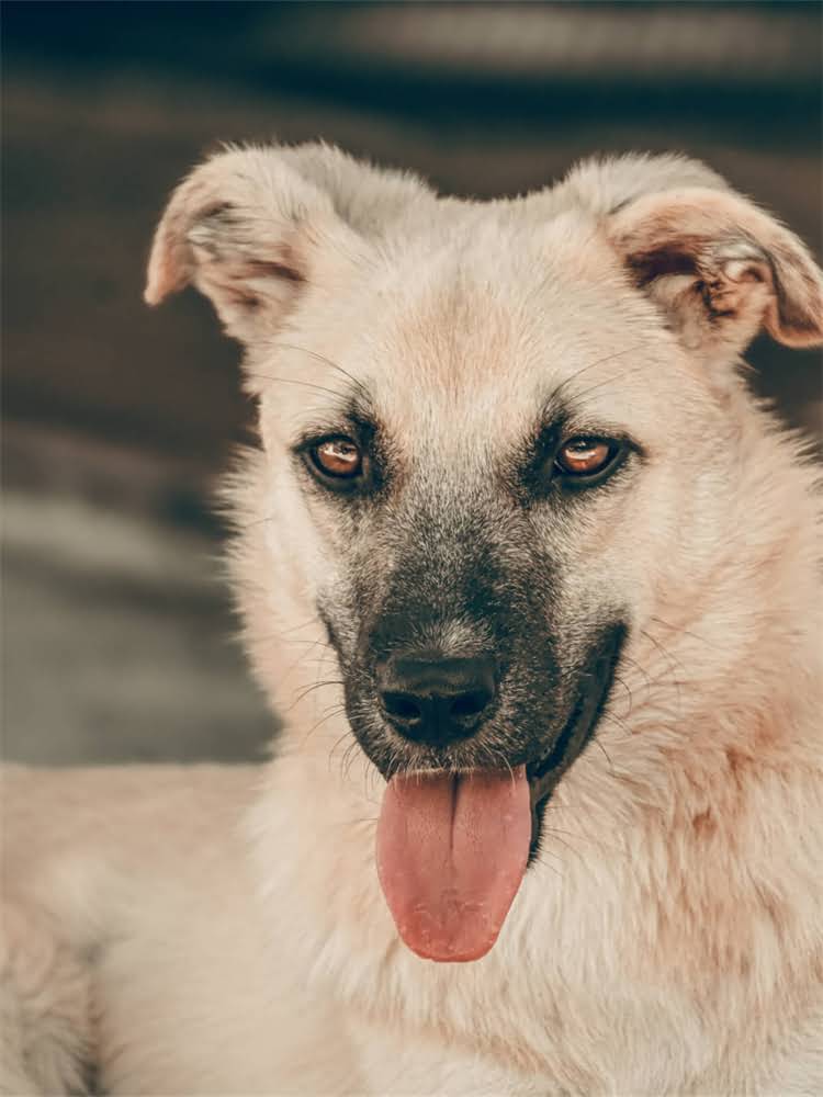 图片 萨摩耶微笑训练全攻略：如何培养天使般笑容+日常饲养指南（附高清GIF图解）1.jpg