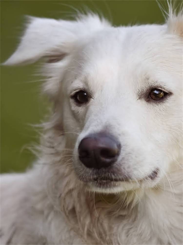 图片 萨摩耶忠诚度：性格特点与饲养指南2.jpg