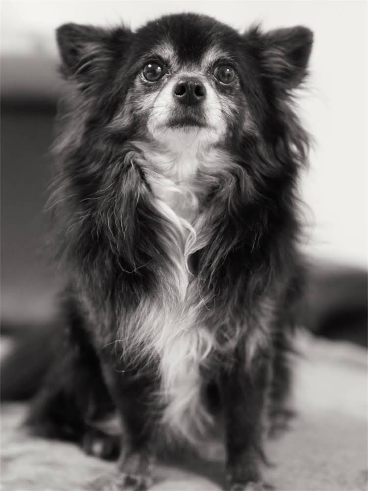 图片 萨摩耶拉稀喂什么？3天快速止泻+饮食调理全攻略（附急救清单）1.jpg