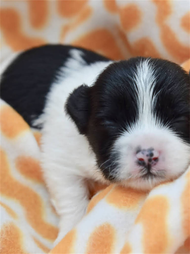 图片 萨摩耶换牙期全攻略：科学护理与常见问题解答.jpg