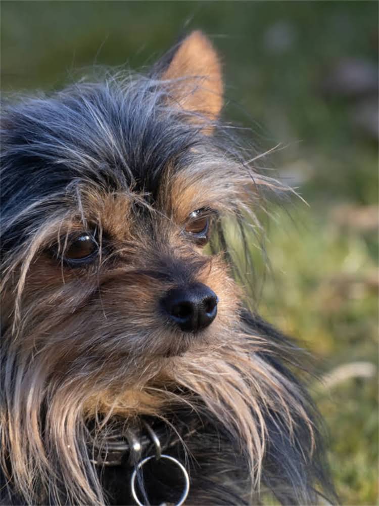 图片 萨摩耶换牙期全攻略：科学护理与常见问题解答2.jpg