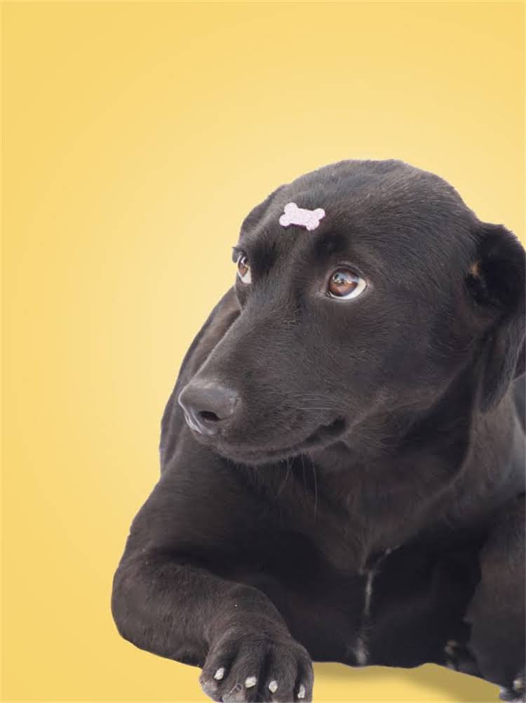 图片 萨摩耶排泄训练全攻略：从幼犬期到成犬的科学方法与常见误区.jpg