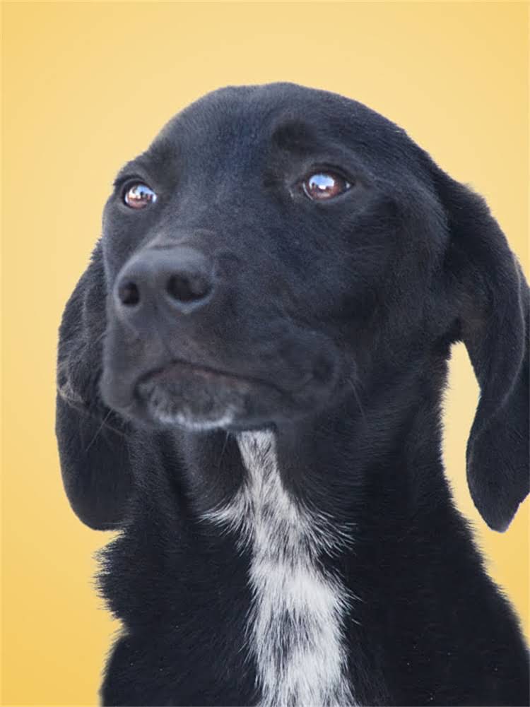 图片 萨摩耶排泄训练全攻略：从幼犬期到成犬的科学方法与常见误区2.jpg