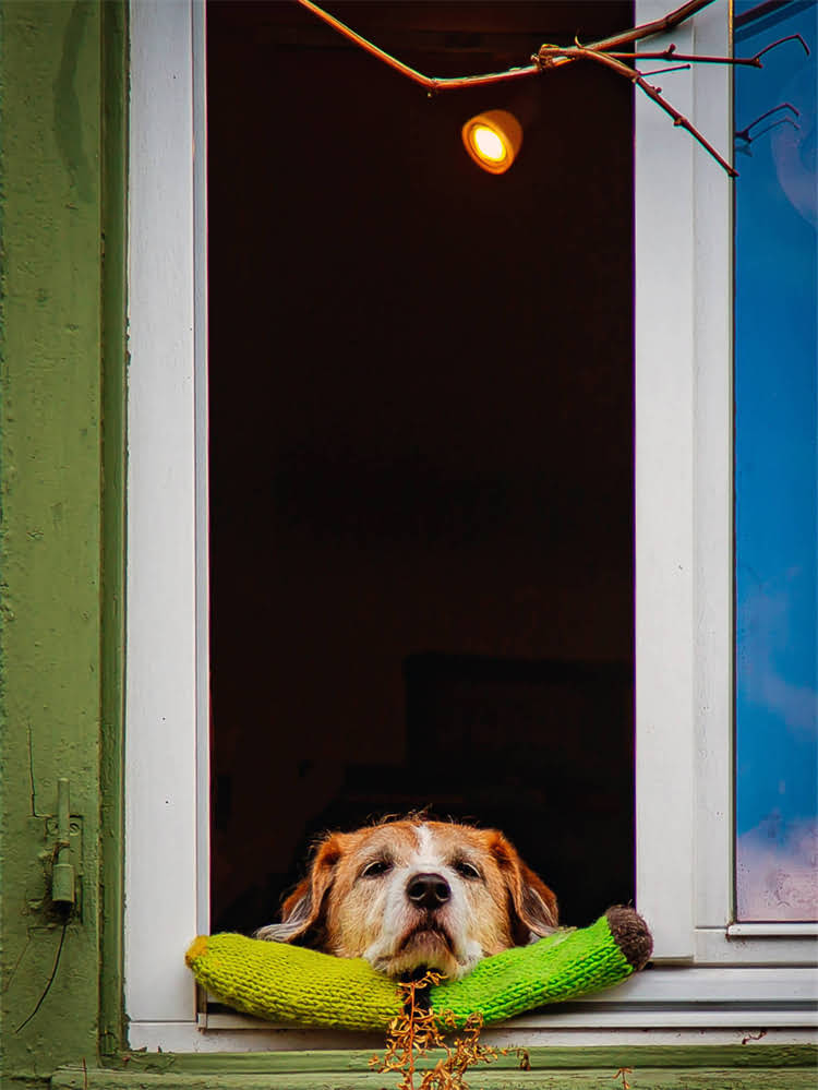 图片 萨摩耶新手必看！全攻略：从选犬到护理的12项关键要点.jpg