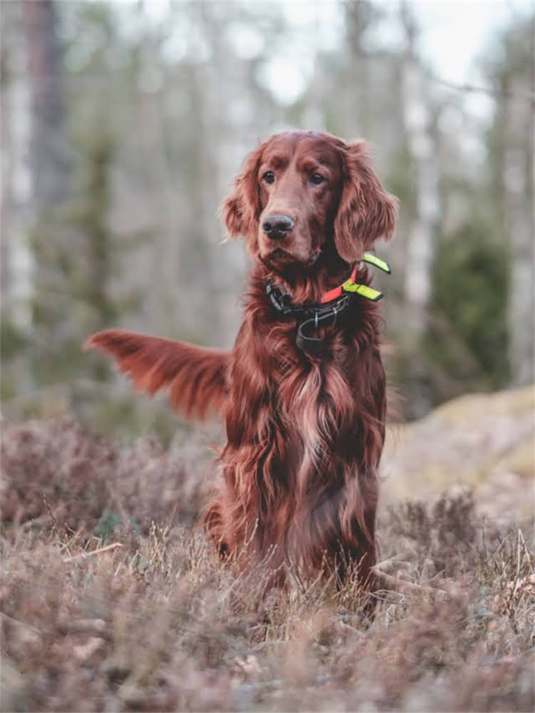 图片 萨摩耶新手必看！全攻略：从选犬到护理的12项关键要点1.jpg