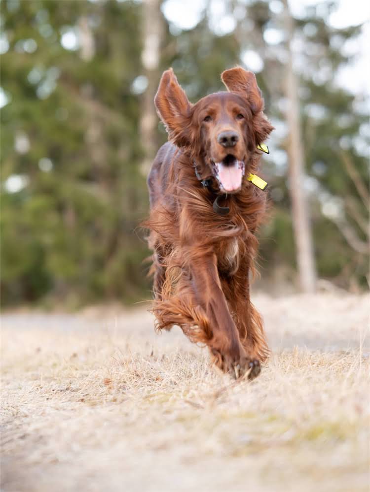 图片 萨摩耶新手必看！全攻略：从选犬到护理的12项关键要点2.jpg