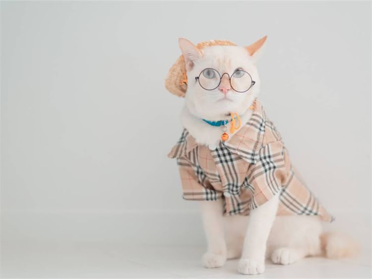 图片 萨摩耶每天喂多少狗粮？科学喂养指南与常见误区全（附精准计算公式）1.jpg