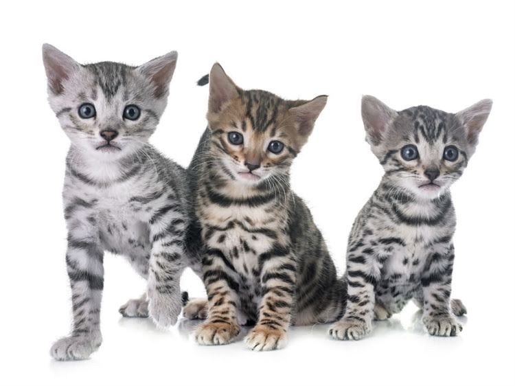 图片 萨摩耶比赛审核标准最新版：从外貌到运动能力全面（附评分细则）.jpg