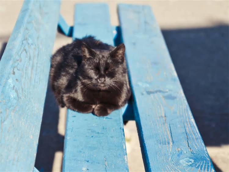 图片 萨摩耶比赛审核标准最新版：从外貌到运动能力全面（附评分细则）2.jpg