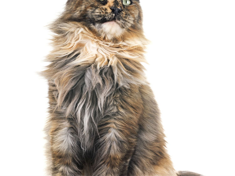 图片 萨摩耶洗澡全攻略｜费用流程避坑指南💦🐾.jpg