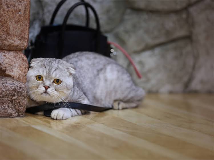 图片 萨摩耶洗澡频率50天？正确养护指南与常见误区全.jpg