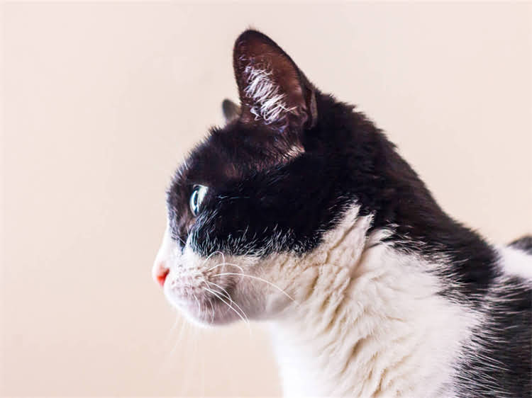 图片 萨摩耶洗澡频率50天？正确养护指南与常见误区全1.jpg