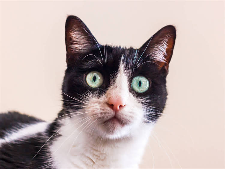 图片 萨摩耶洗澡频率50天？正确养护指南与常见误区全2.jpg