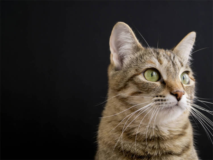 图片 萨摩耶犬优缺点全：适合哪些家庭饲养？养护指南与选购建议2.jpg