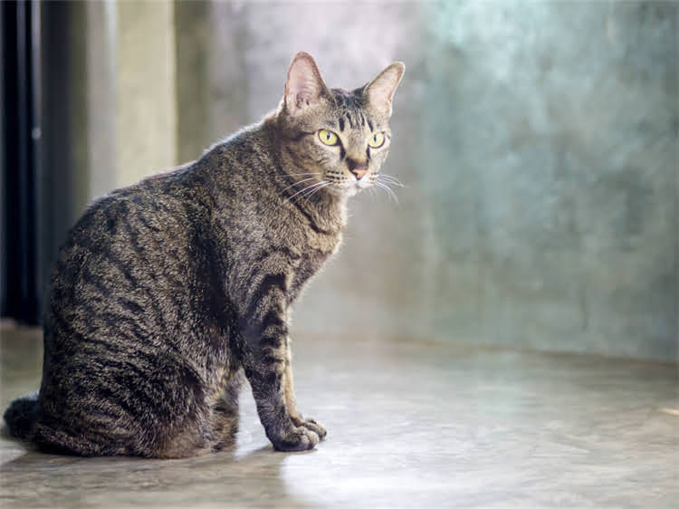 图片 萨摩耶犬体重标准：从幼犬到成犬的全周期科学饲养指南（附体重对照表）2.jpg