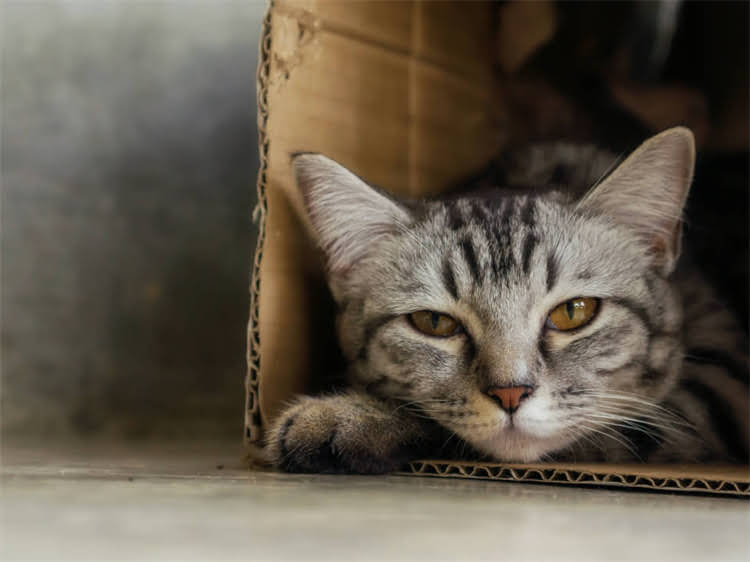 图片 萨摩耶犬全攻略：科学喂养+健康护理+疾病预防（附饮食表+训练技巧）.jpg