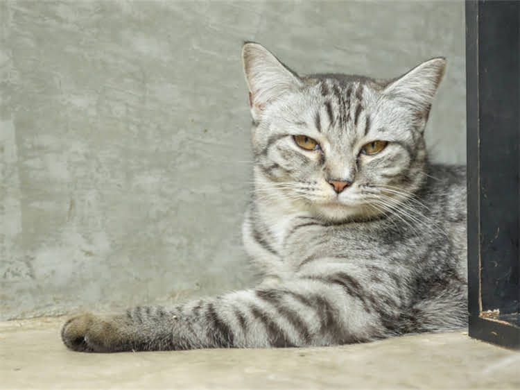 图片 萨摩耶犬全攻略：科学喂养+健康护理+疾病预防（附饮食表+训练技巧）1.jpg