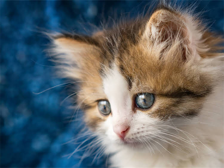 图片 萨摩耶犬参赛全指南：犬种标准、比赛流程与评分要点1.jpg