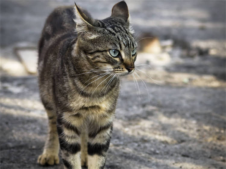 图片 萨摩耶犬居家美容工具全攻略：最新工具清单与专业护理指南1.jpg