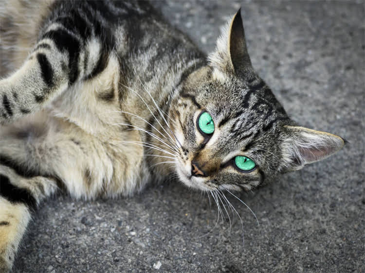 图片 萨摩耶犬居家美容工具全攻略：最新工具清单与专业护理指南2.jpg