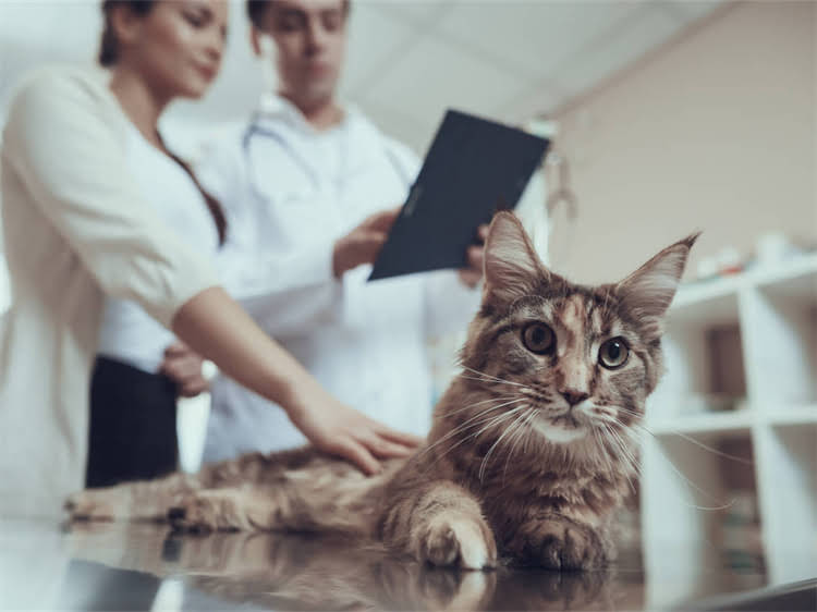 图片 萨摩耶犬性格真的好吗？5大优点+3点缺点全（附饲养指南）.jpg