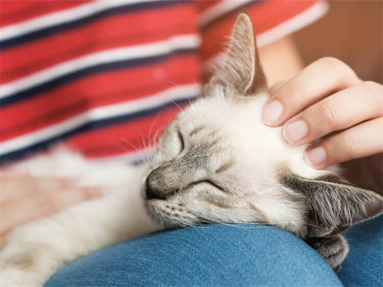 图片 萨摩耶犬性格真的好吗？5大优点+3点缺点全（附饲养指南）2.jpg