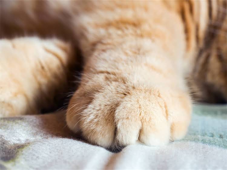 图片 萨摩耶犬科学喂养指南：5大核心原则+7天速成法（附健康食谱与护理秘籍）.jpg