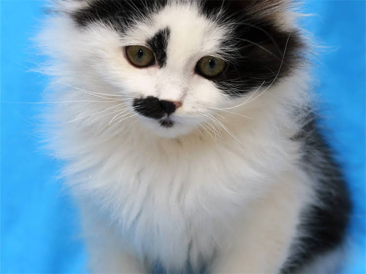 图片 萨摩耶犬科学喂养指南：5大核心原则+7天速成法（附健康食谱与护理秘籍）1.jpg