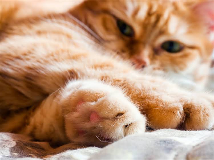 图片 萨摩耶犬科学喂养指南：5大核心原则+7天速成法（附健康食谱与护理秘籍）2.jpg