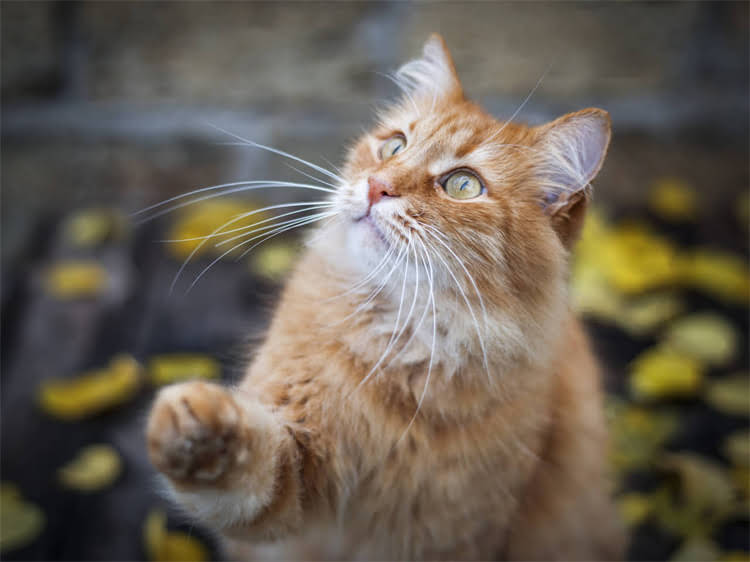 图片 萨摩耶犬误食巧克力后的紧急处理与预防指南：症状识别、中毒分级及家庭急救方案.jpg