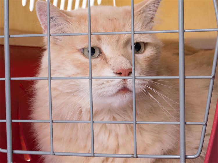 图片 萨摩耶犬频繁哼唧行为的行为与科学应对指南1.jpg