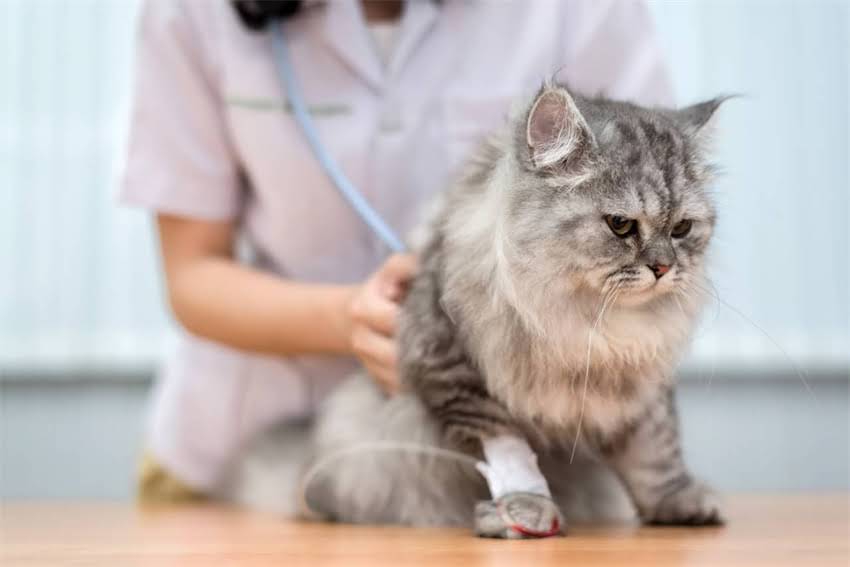 图片 萨摩耶犬饮食全攻略：科学喂养指南与营养搭配技巧2.jpg