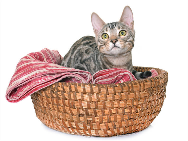 图片 萨摩耶狗瘟鼻子掉色怎么办？专业犬瘟热症状、诊断与紧急护理指南.jpg