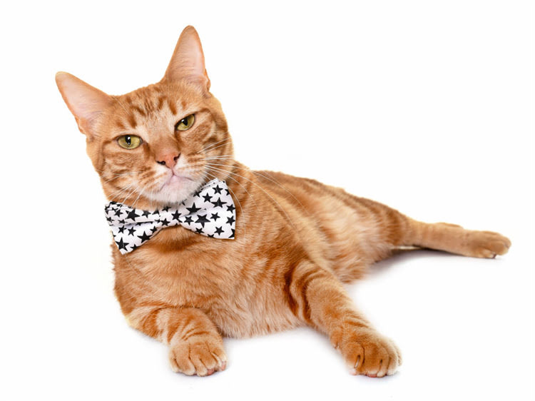 图片 萨摩耶狗瘟鼻子掉色怎么办？专业犬瘟热症状、诊断与紧急护理指南1.jpg