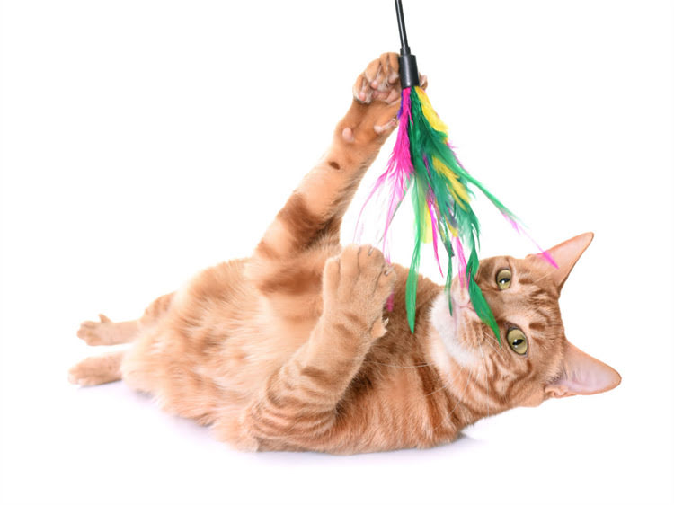 图片 萨摩耶狗瘟鼻子掉色怎么办？专业犬瘟热症状、诊断与紧急护理指南2.jpg