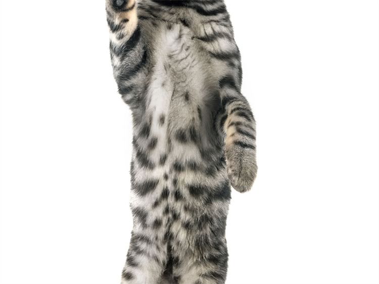 图片 萨摩耶生病怎么办？5大高发疾病护理全攻略（附急救指南）1.jpg