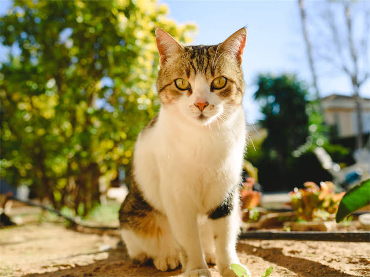 图片 萨摩耶皮肤红点怎么办？6大原因+专业护理指南（附图片）.jpg