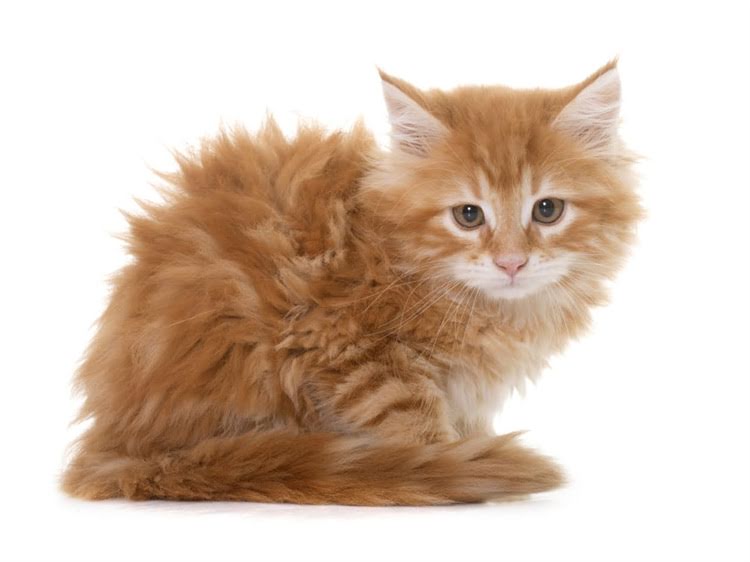 图片 萨摩耶科学喂养全指南：3大原则+5种禁忌，养出健康毛孩子.jpg