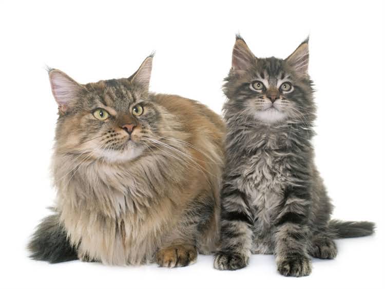 图片 萨摩耶科学喂养全指南：3大原则+5种禁忌，养出健康毛孩子1.jpg