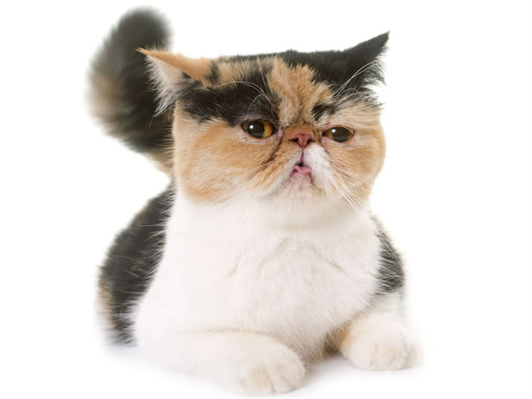 图片 萨摩耶粘人怎么办？5个方法教你破解小粘人精行为（附训练指南）.jpg