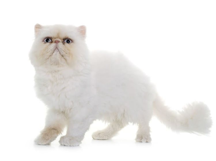 图片 萨摩耶纯种VS串串：血统鉴别全攻略（附对比图+证书查询方法）1.jpg