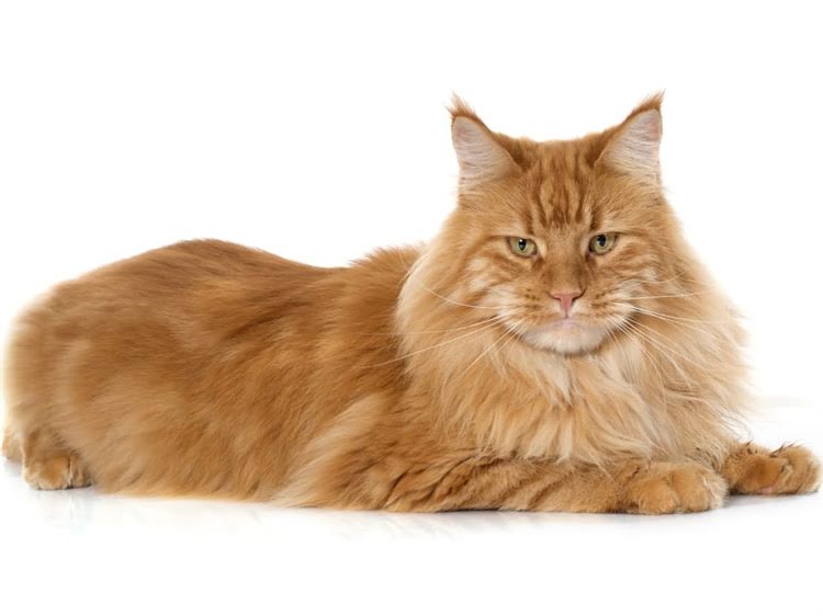 图片 萨摩耶纯种鉴别全攻略：5大特征+3步判断法，轻松避开星期狗陷阱2.jpg