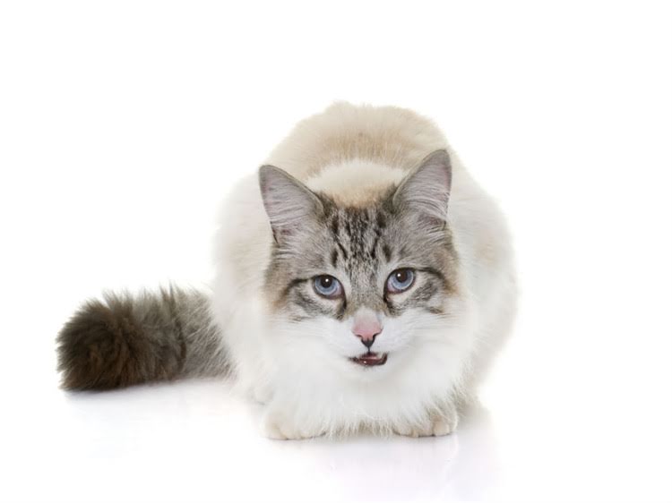 图片 萨摩耶耳后皮肤问题全：红肿、脱毛、寄生虫怎么办？2.jpg