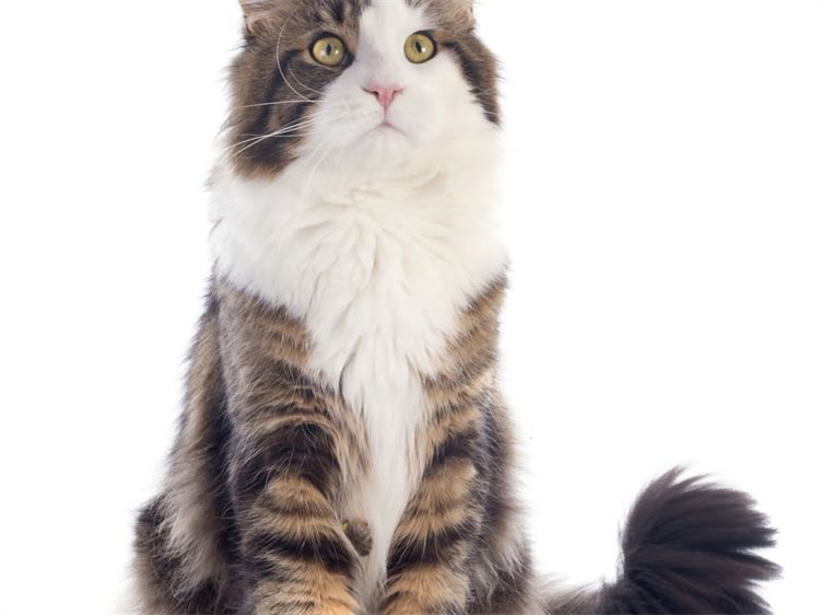 图片 萨摩耶耳朵发臭怎么办？专业护理指南+彻底解决方法，养宠必看！.jpg