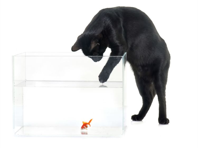 图片 萨摩耶耳朵发臭怎么办？专业护理指南+彻底解决方法，养宠必看！1.jpg