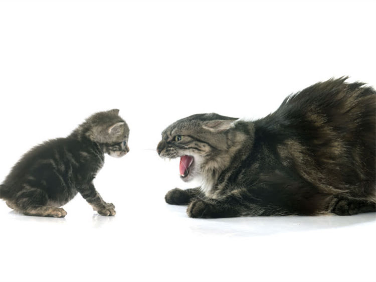 图片 萨摩耶能不吃狗粮吗？科学喂养指南与替代方案全（附营养配比表）2.jpg