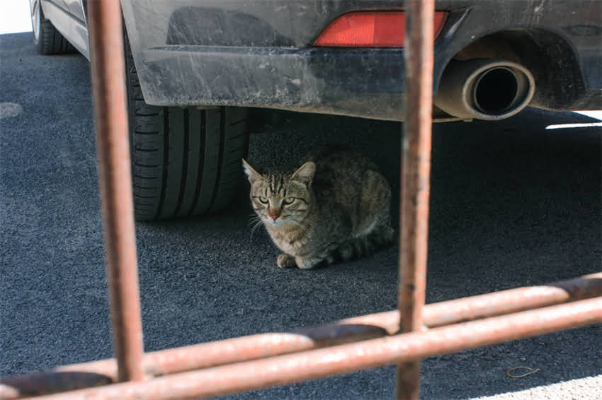 图片 萨摩耶能吃牛肉吗？科学喂养指南与营养全.jpg