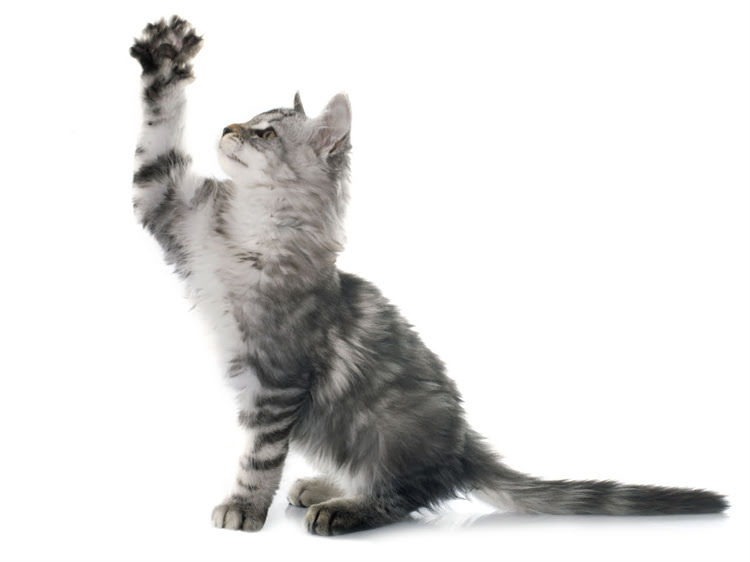 图片 萨摩耶能吃牛肉吗？科学喂养指南与营养全2.jpg