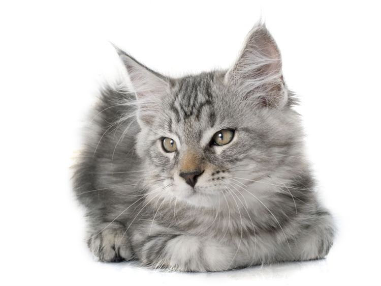 图片 萨摩耶能吃葡萄吗？这几点注意事项很重要.jpg