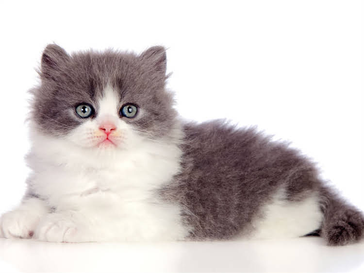 图片 萨摩耶能接飞盘吗？训练方法和注意事项全（附详细教程）.jpg